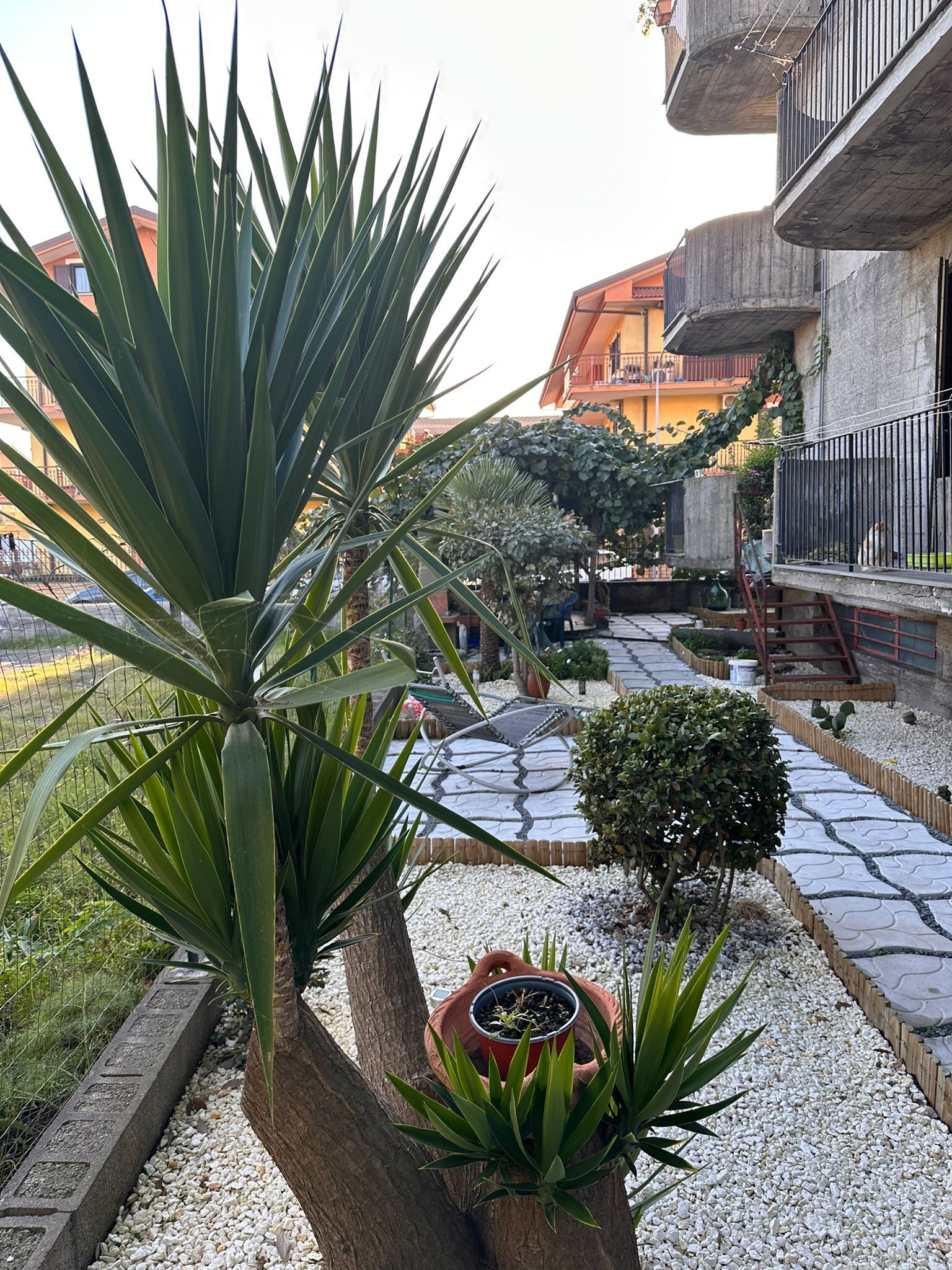 Een binnentuin met een boom, planten in potten, een geplaveid pad met een patroon en een gebouw met balkons.