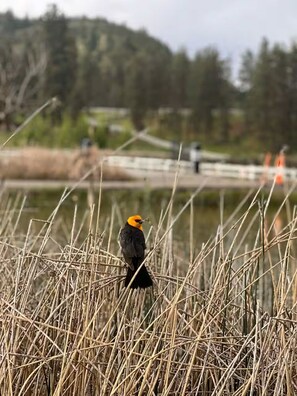 Miscellaneous - Lakeview Retreat | Wildlife & Serenity (Kelowna)
