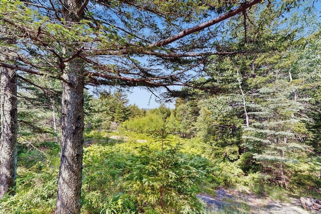 A dense forest with tall trees and underbrush.