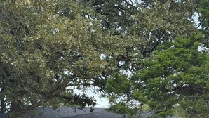 A single-story mobile home with a front porch, a blue door, and a number '53' on the wall. - Awesome 3-bedroom house 1.5 miles to Lake Texoma & 5 miles to Megastar casino (Gordonville)