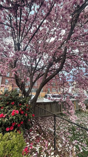 Property grounds - Spacious 4BR Victorian DC Retreat w/ Yard & Parking – Walk to Metro/CUA/Basilica (Washington)