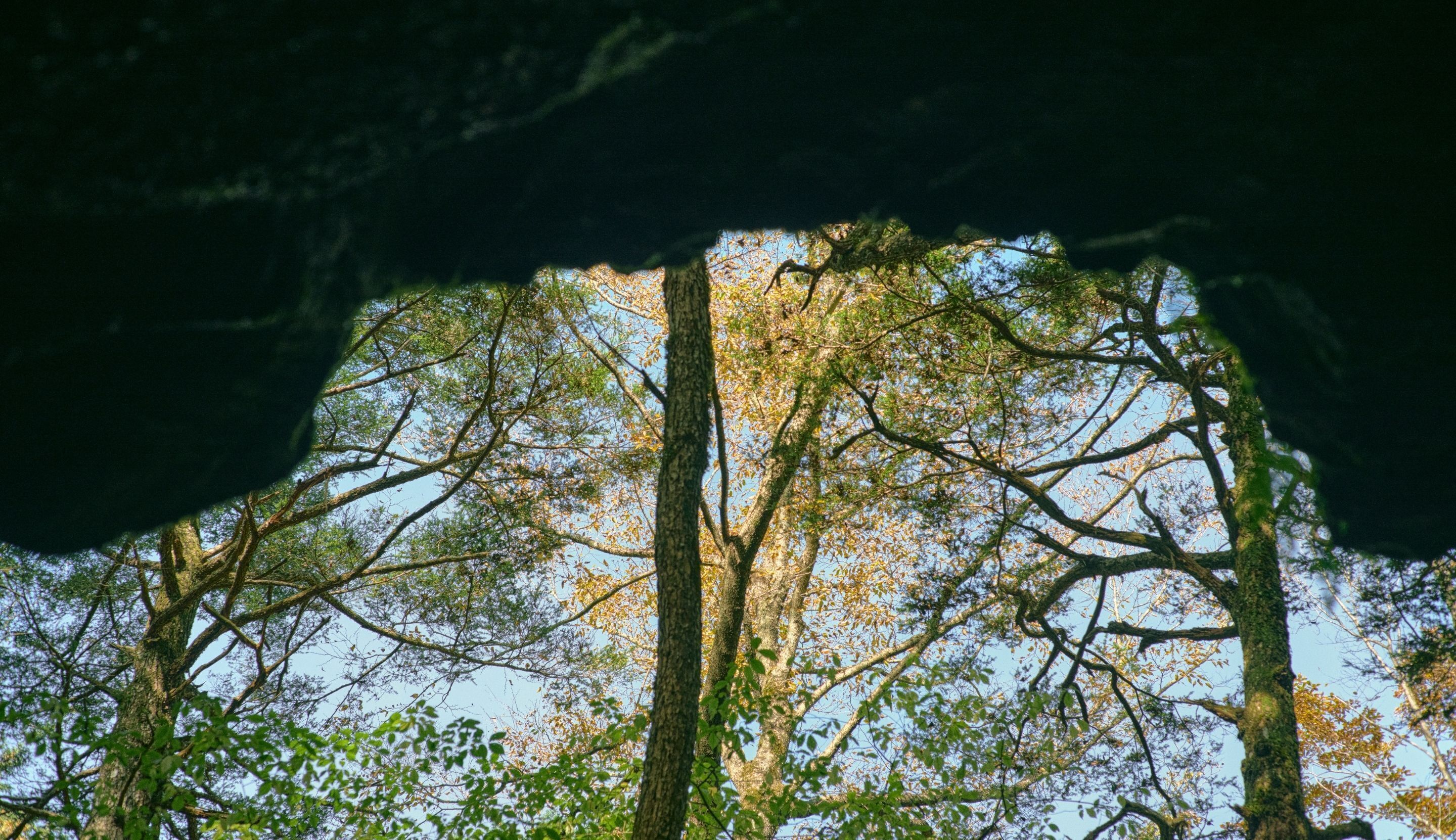 A view through a cave opening with tall trees and a clear sky.