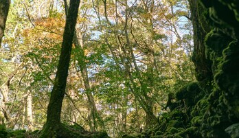 A dense forest with tall trees and a clear sky.