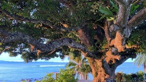 A large tree with a rocky base, a wooden deck, and a view of the ocean.