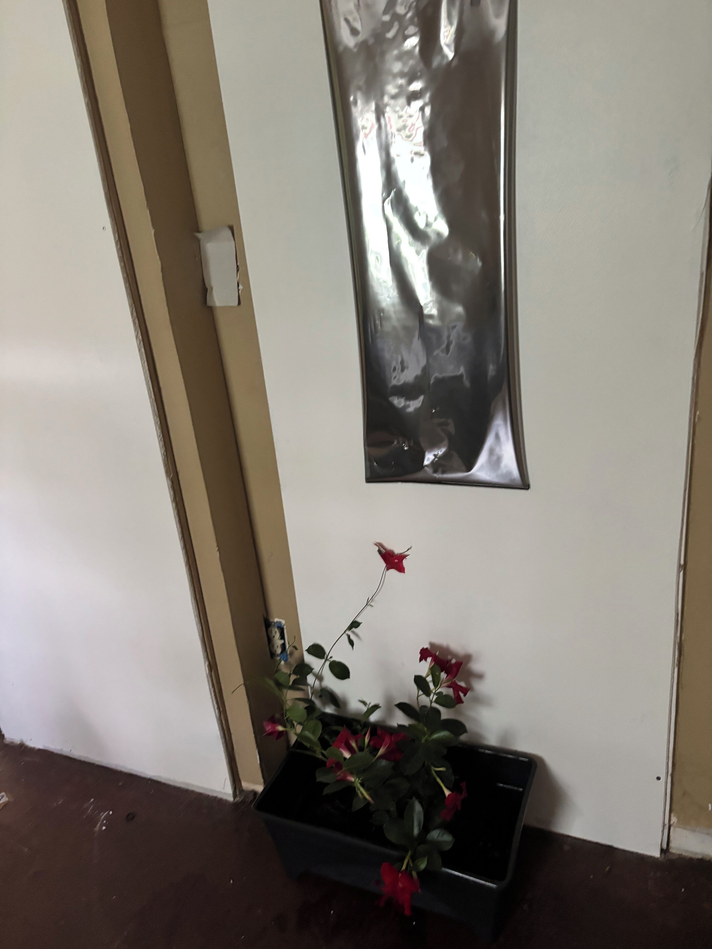 Una porta con una superficie riflettente, una pianta in vaso con fiori rossi e un piccolo oggetto bianco appeso al muro.