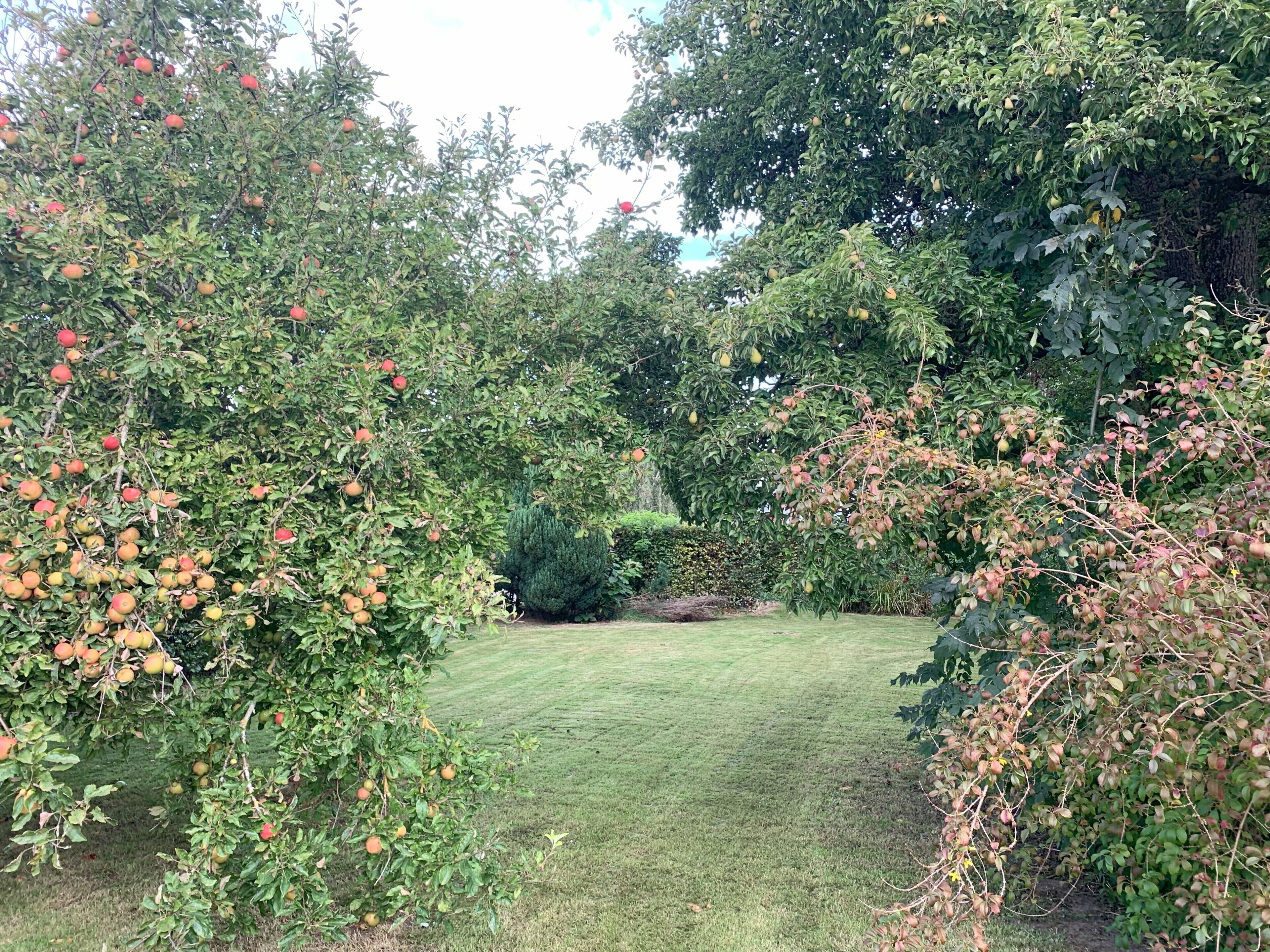 Área de parrillas y picnic