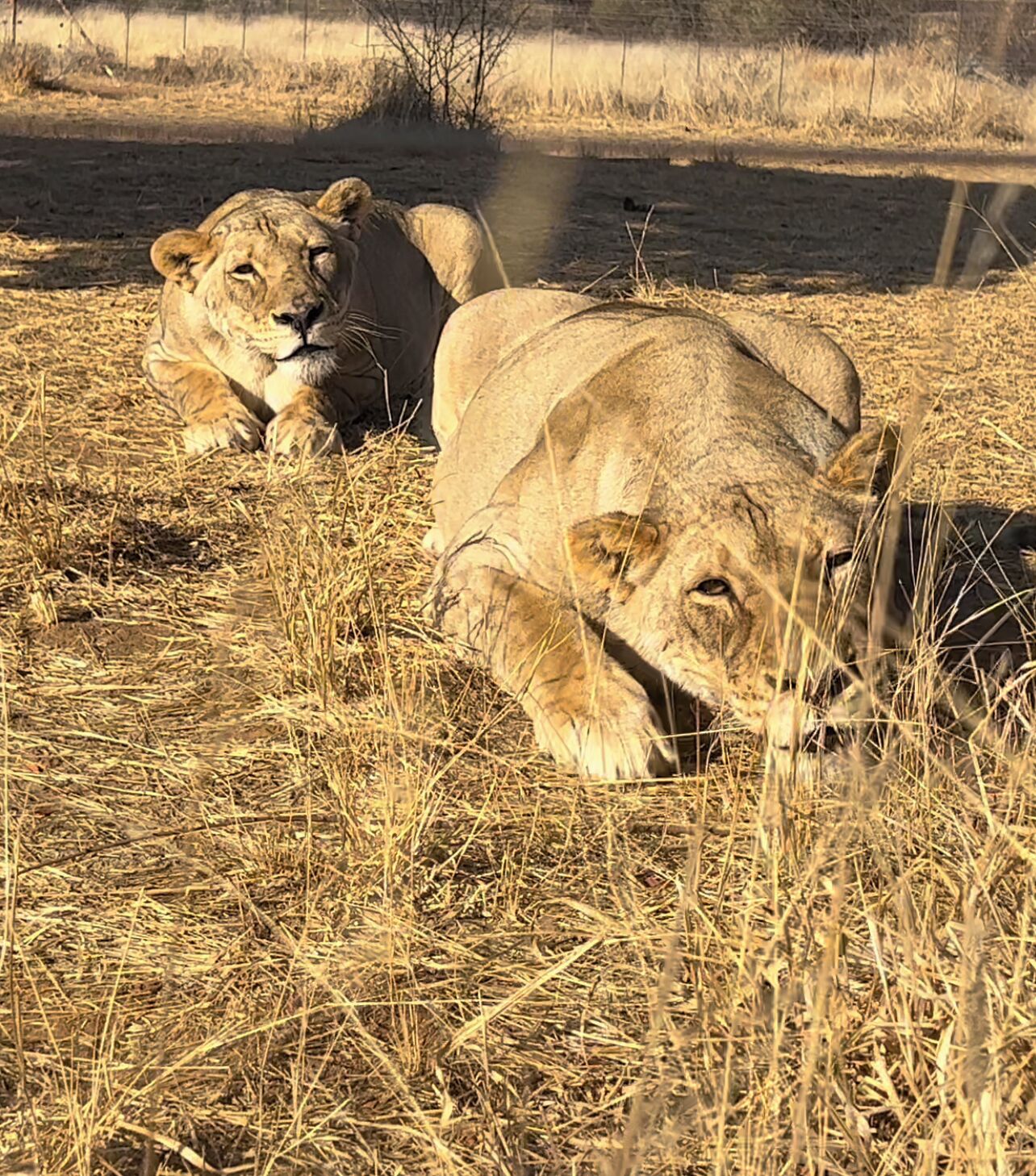 Deux lions se reposent dans un champ d’herbe sèche.