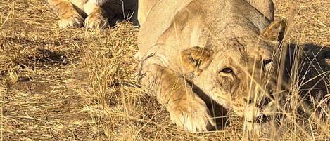 Deux lions se reposent dans un champ d’herbe sèche.