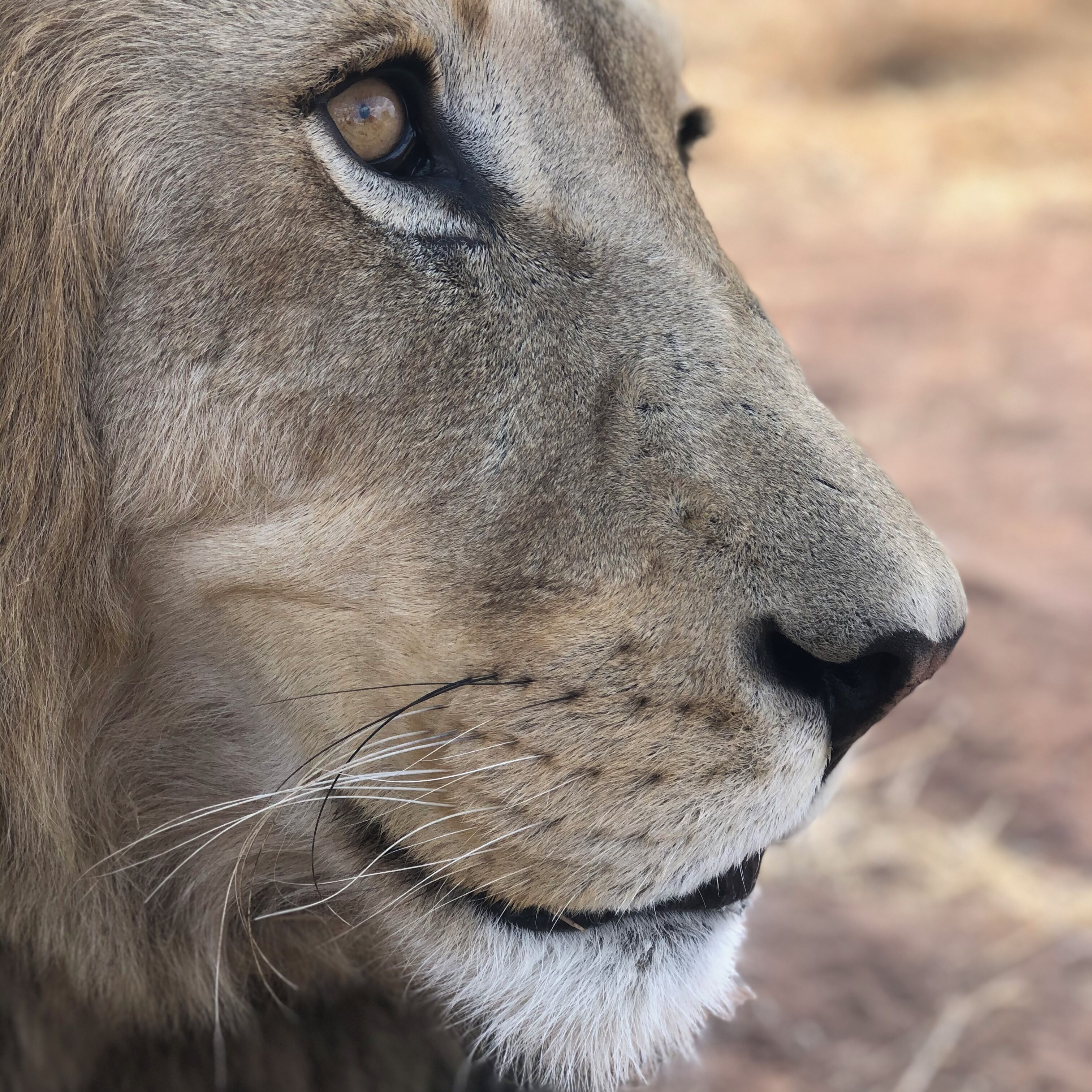 Un gros plan sur le visage d’un lion.