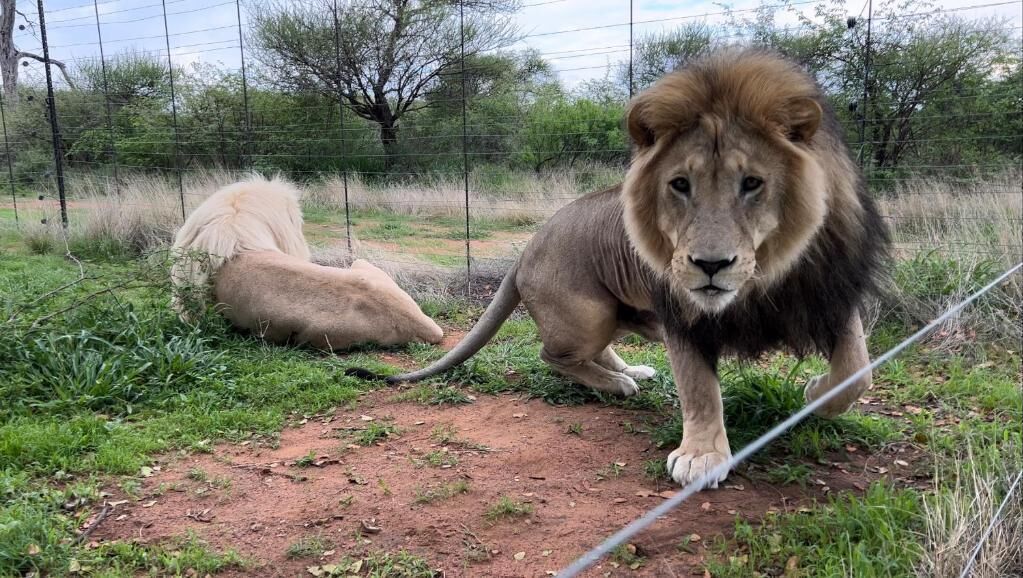 A lion in a fenced enclosure with a dirt ground and sparse vegetation.