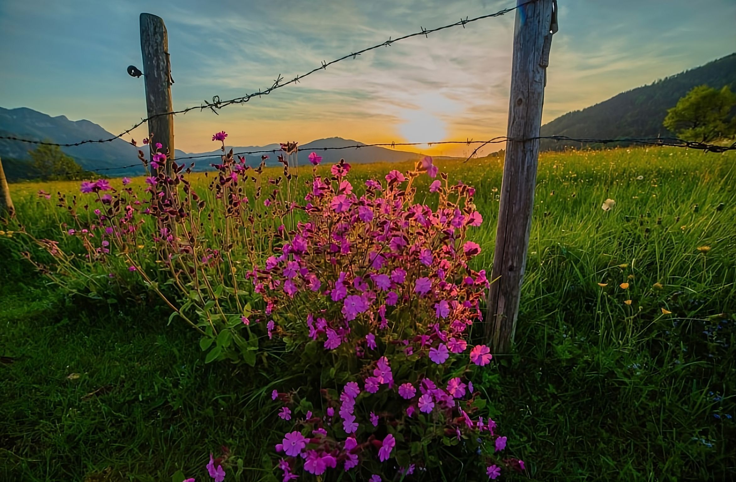 A field with purple flowers and a barbed wire fence.