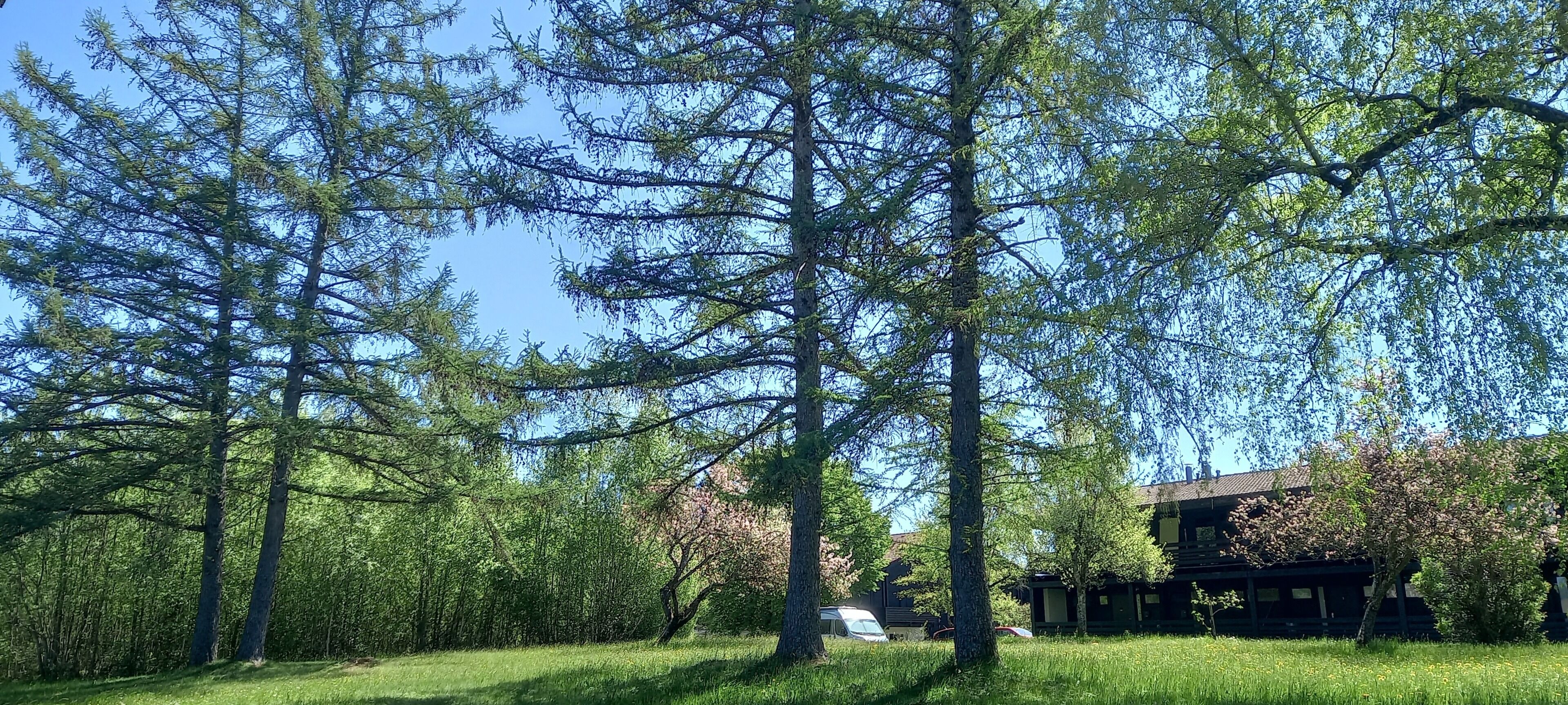 A forested area with tall trees and a building with a sloped roof.