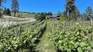 A vineyard with rows of grapevines, a wooden fence, and a house in the background. - Summerland Lakeview Vineyard with Pool (Summerland)