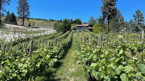 A vineyard with rows of grapevines, a wooden fence, and a house in the background. - Summerland Lakeview Vineyard with Pool (Summerland)