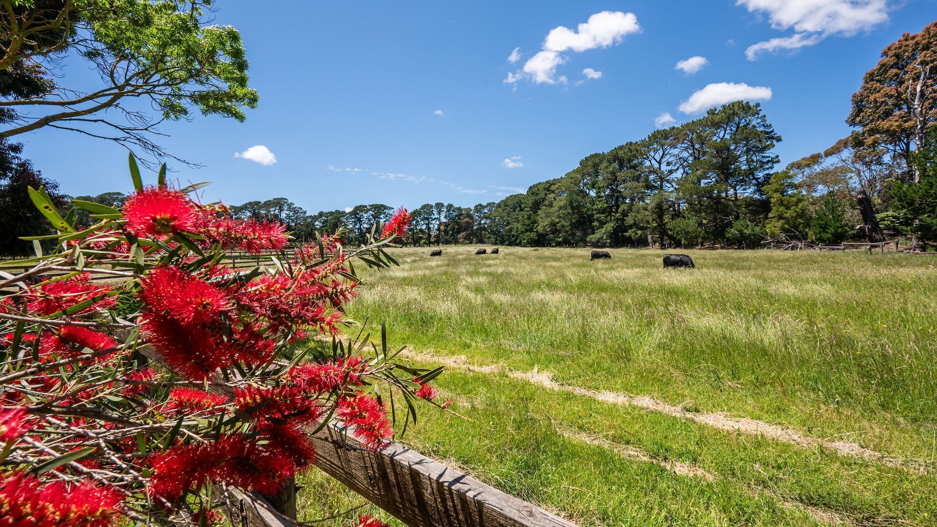 A grassy field with trees and a fence.
