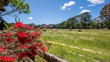 A grassy field with trees and a fence.