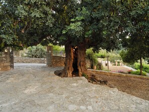 Ein mit Pflastersteinen belegter Innenhof mit einem großen Baum in der Mitte, umgeben von Steinmauern und einem Eisengitter.