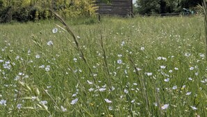 Una construcción rústica de madera con techo inclinado, rodeada por un campo de flores silvestres y follaje.