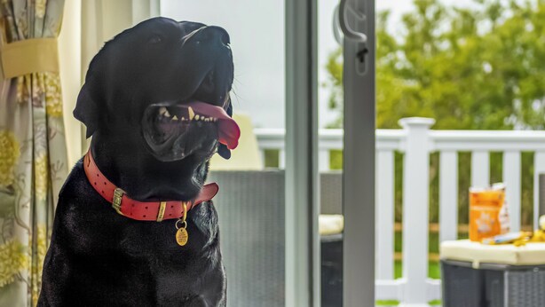 A black dog with a red collar sitting by a window.