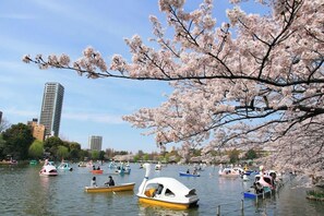 A lake with boats and cherry blossoms.