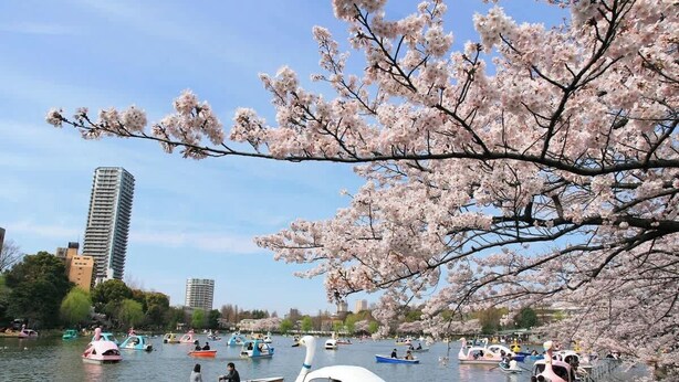 Um lago com barcos e cerejeiras em flor.