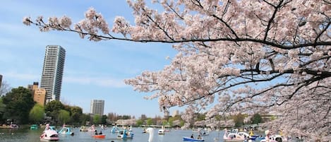 A lake with boats and cherry blossoms.