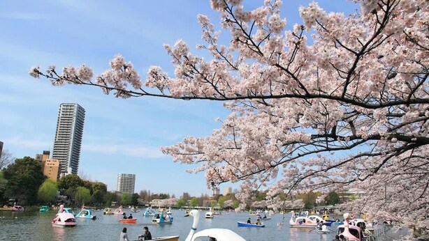 A lake with boats and cherry blossoms. - 6 minutes walk from Asakusa Sta. (Sumida City)