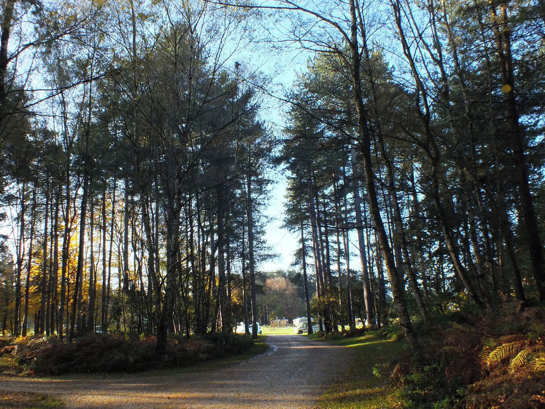 Ein bewaldetes Gebiet mit einem Kiesweg, der zu einem Campingplatz führt.