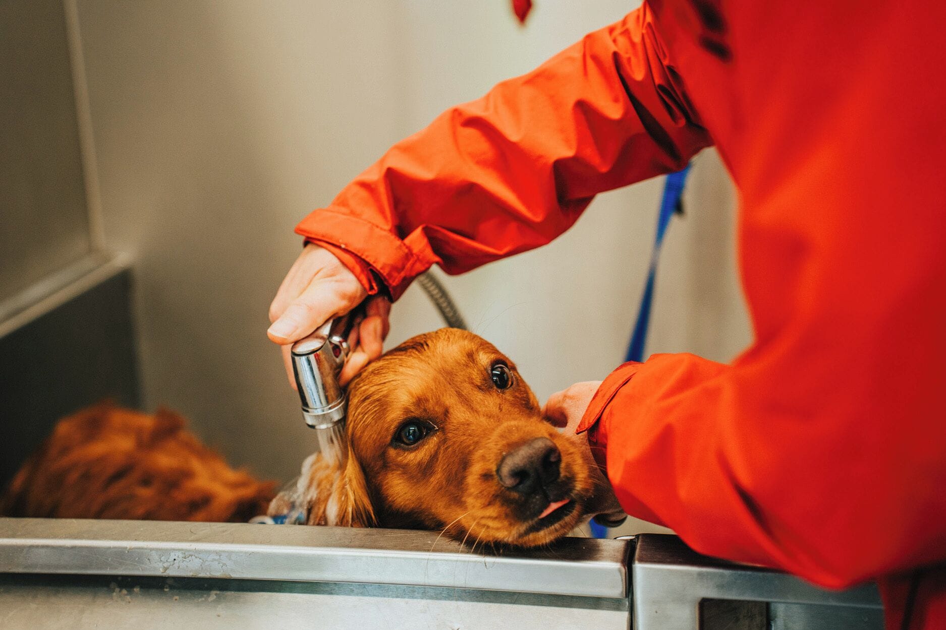 A dog being groomed in a metal sink.