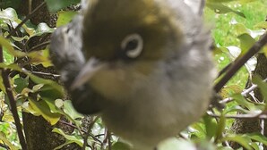 A bird perched on a branch surrounded by green leaves. - Country Charm Cozy  Includes  Out door wood fired Iron  Hot tub+ Breakfast (Bunnythorpe)