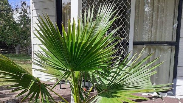 A house with a porch, a palm tree, and a window with a screen. - Country Charm Cozy  Includes  Out door wood fired Iron  Hot tub+ Breakfast (Bunnythorpe)