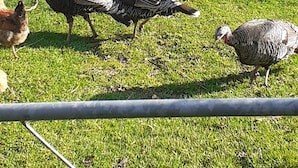 A grassy outdoor area with a metal fence, turkeys, a goat, and chickens. - Country Charm Cozy  Includes  Out door wood fired Iron  Hot tub+ Breakfast (Bunnythorpe)