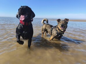 Pet-friendly - Apartment Sleeps 2 - Pet Friendly, Free Wifi (Blackpool)