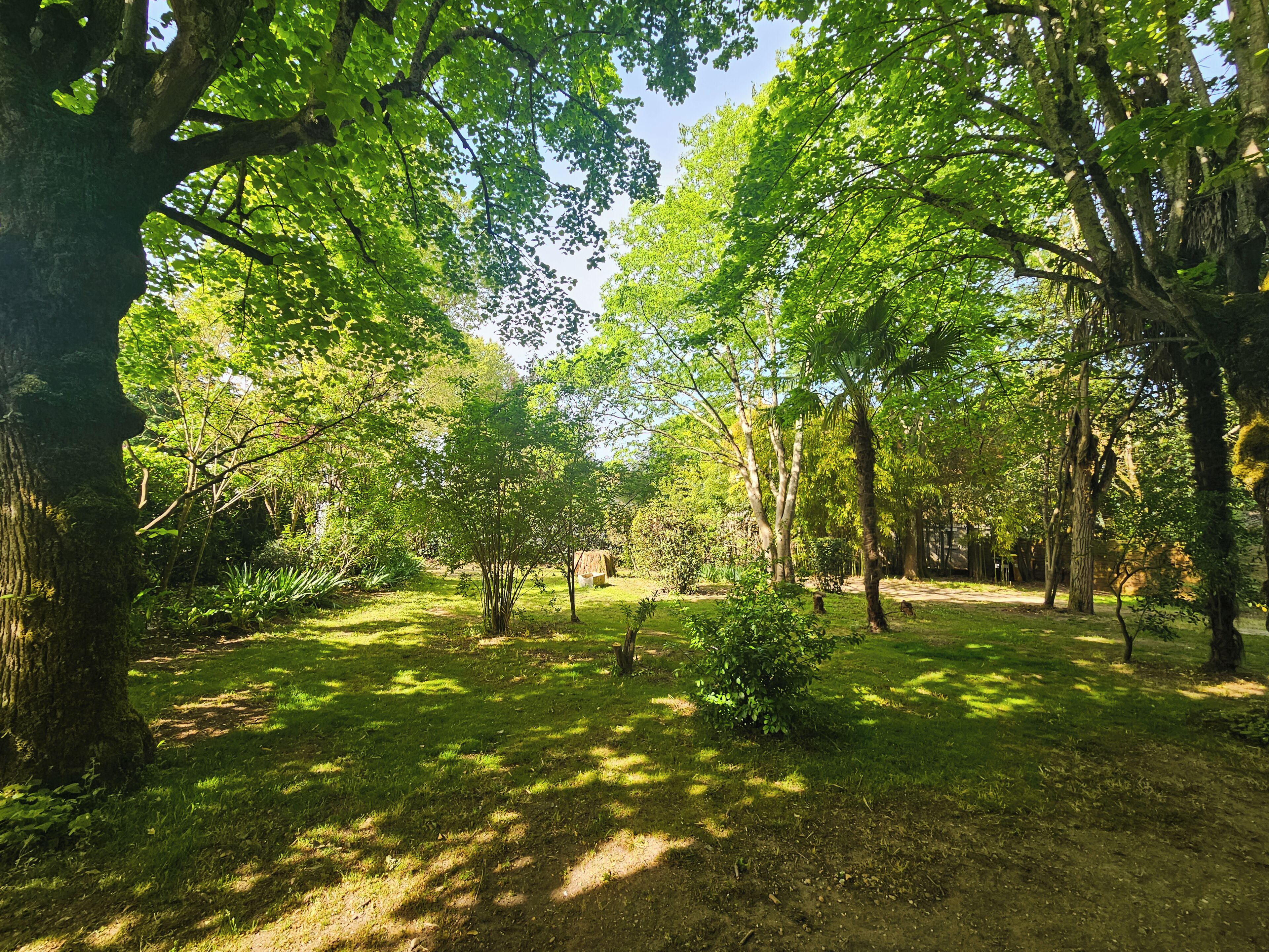 A forested area with trees and a dirt path.