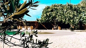Una spiaggia sabbiosa con rami d'ulivo e un grande albero sullo sfondo.