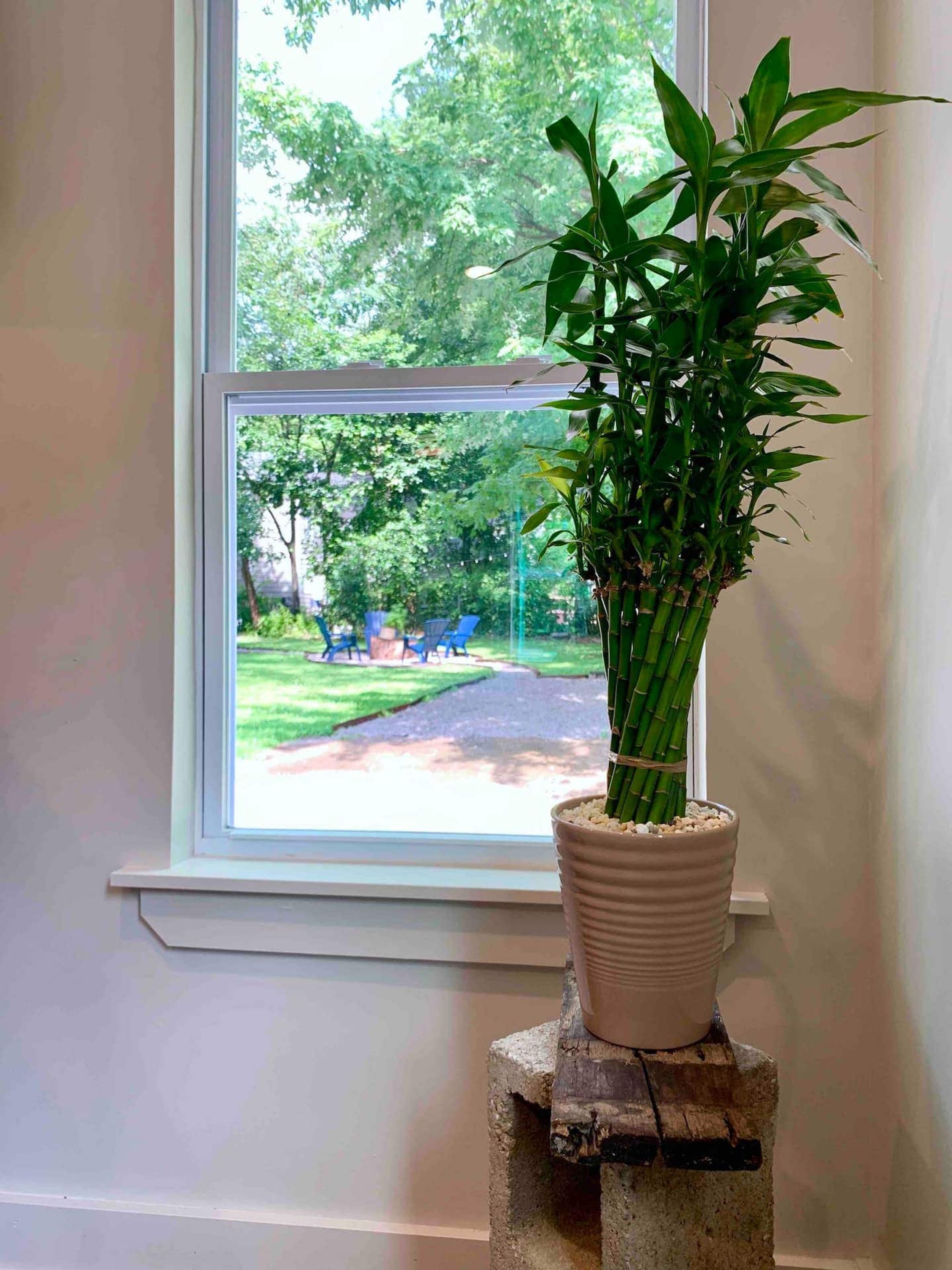 Un plant de bambou en pot, posé sur un bloc de béton près d’une fenêtre donnant sur un espace extérieur verdoyant.