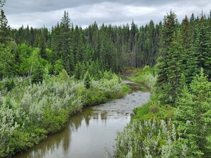 A river flowing through a dense forest with tall trees and lush greenery.