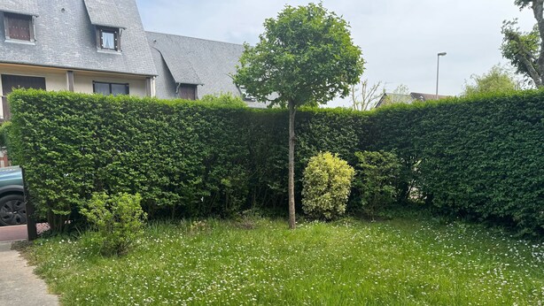 Un quartiere residenziale con un siepe, un albero e un prato fiorito di bianco.