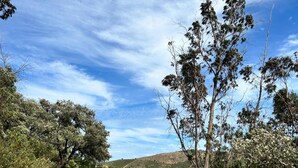 A rural landscape with trees, a clear sky, and a hilly background. - Peaceful Beautiful Countryside Perfect Destination (Tavira)