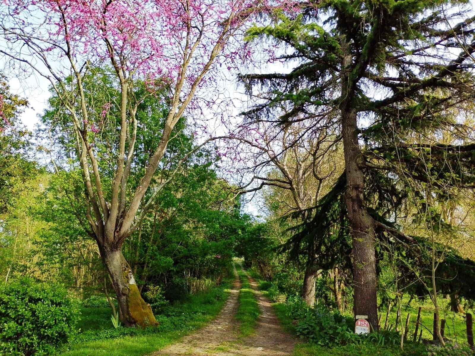 A forest path with trees and a sign.