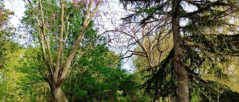 A forest path with trees and a sign.