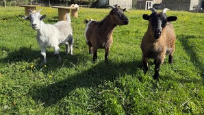 Three sheep in a grassy field with houses in the background. - Cocoon-style wooden accommodation with breakfasts included (Héloup)