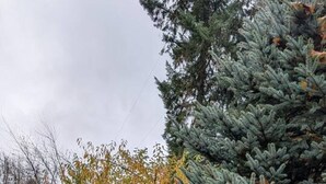 A garden with a variety of trees, a grassy area, and a stone pathway. - Cozy GP Retreat, Sauna + King Size Bed (Grants Pass)