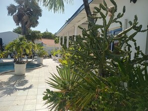 Outdoor pool, pool umbrellas, pool loungers - WEAVING MILL ARUBA bed and coffee (ORANJESTAD ARUBA)