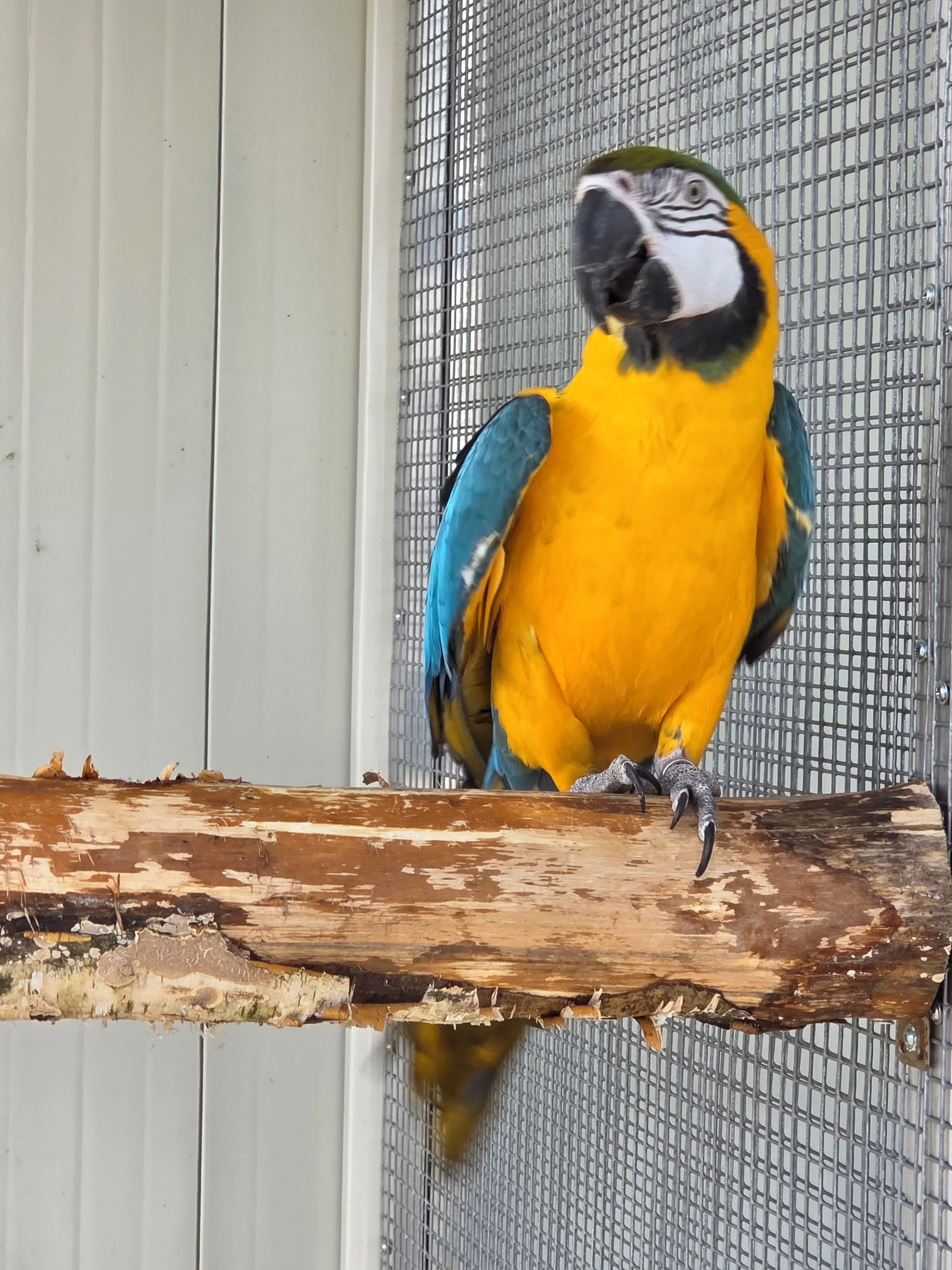 A parrot perched on a wooden branch inside a cage.