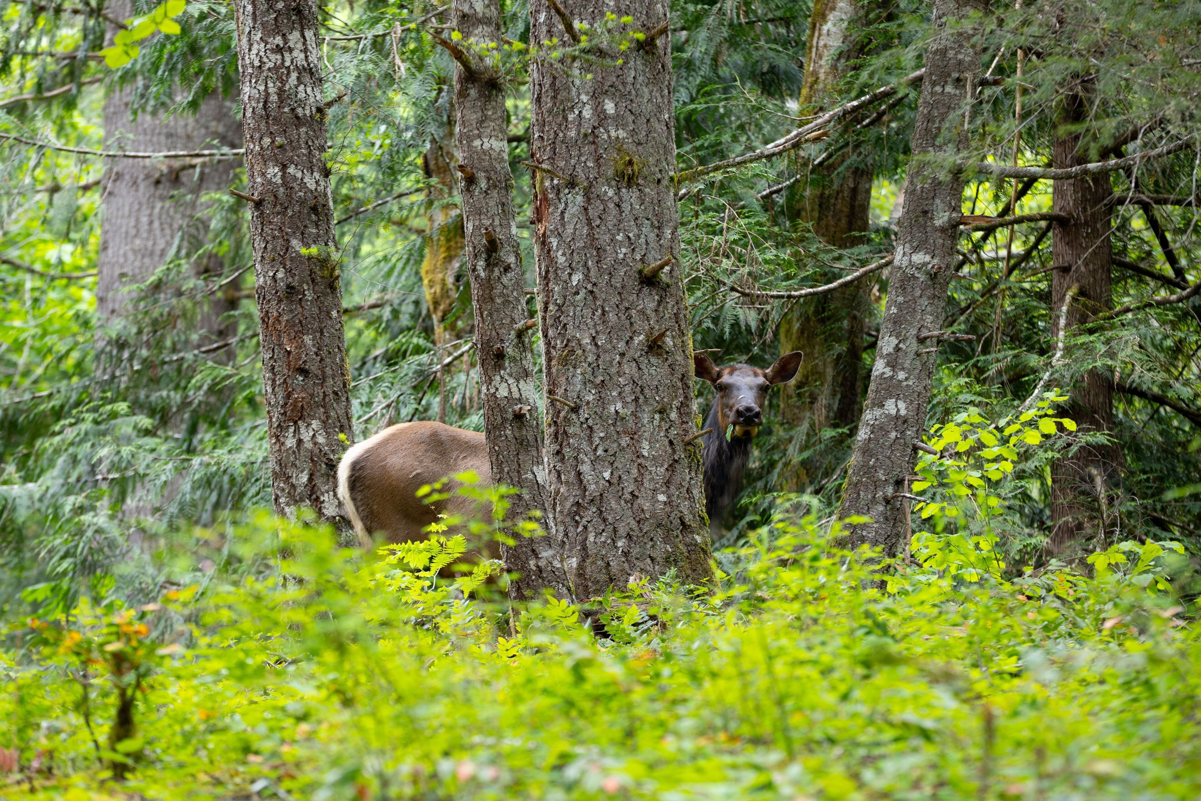 A forest with a deer in the background.