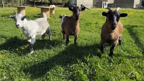 A grassy field with three goats and a wooden structure.