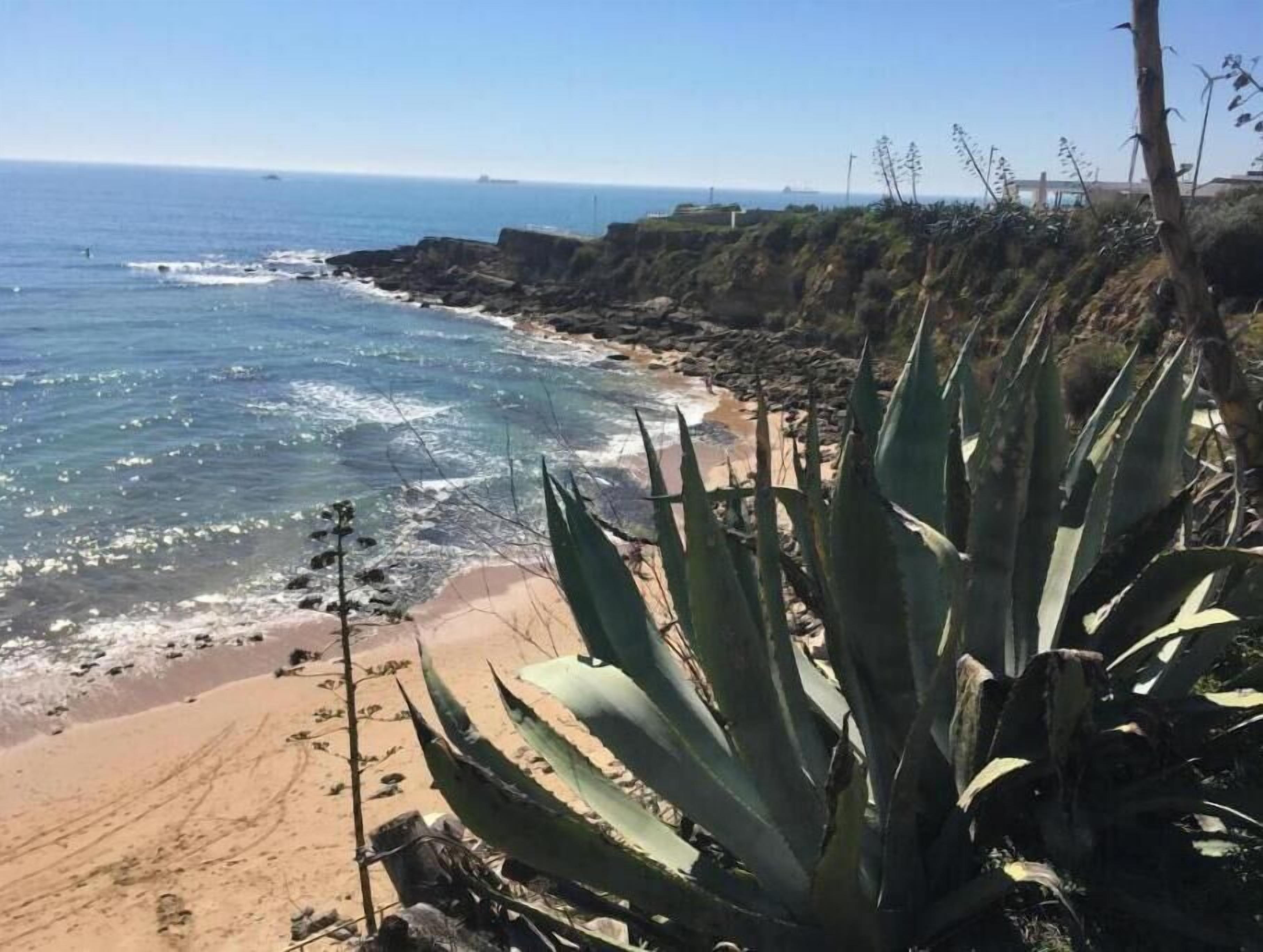 Eine Küstenlandschaft mit Strand, Meer und einer Agavenpflanze.