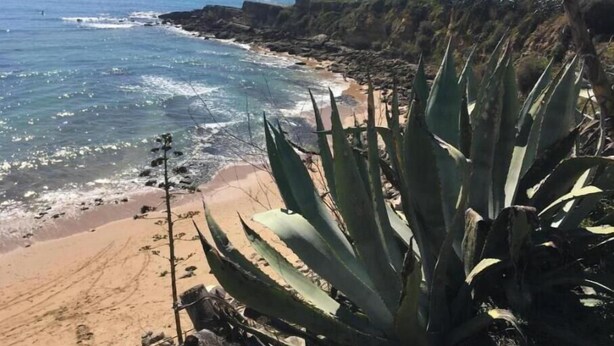 Eine Küstenlandschaft mit Strand, Meer und einer Agavenpflanze.