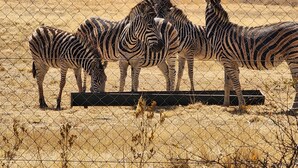 Zebraz stehen hinter einem Stacheldrahtzaun auf einem Feld mit trockenem Gras.